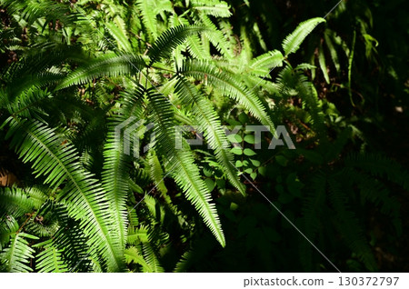 Kosida（沙拉科）的一個群體 130372797