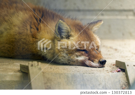冬日里,一隻紅狐蜷縮著睡覺 冬日里,一隻紅狐蜷縮著睡覺 130372813