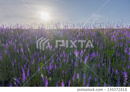 Lavender flower fields and the expansive sky illuminated by the setting sun Lavender flower fields and the expansive sky illuminated by the setting sun 130372818