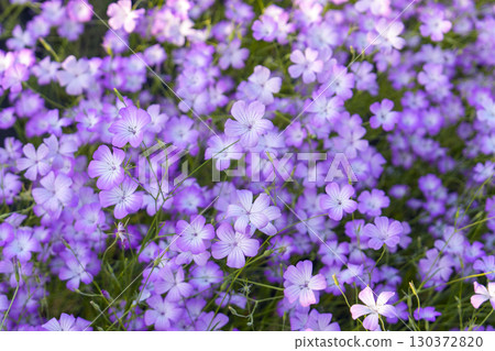 A cluster of Agrostemma, a pretty purple flower swaying in the breeze A cluster of Agrostemma, a pretty purple flower swaying in the breeze 130372820