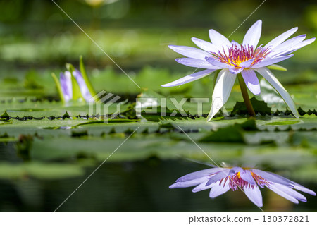 Pure water lily flowers reflected on the water surface 130372821