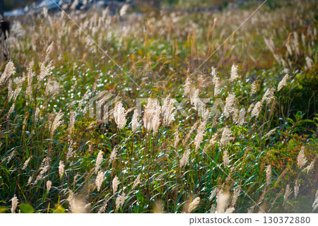 Adachi Adachi in autumn 130372880