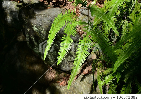 Kosida（沙拉科）的一個群體 130372882