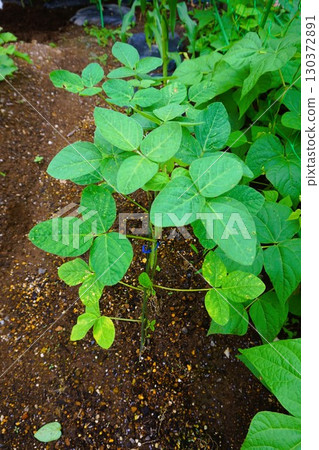 Edamame Edamame Edamame Edamame 130372891