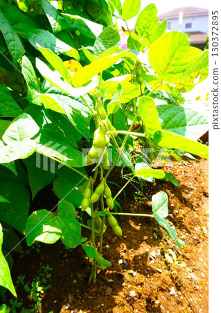 Edamame Edamame 130372895