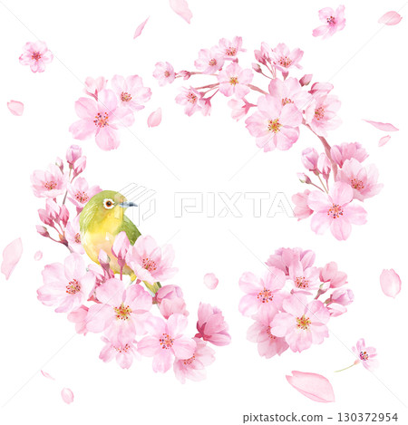 春花:由櫻花和日本繡眼鳥的水彩插圖組成的圓形裝飾框。背景為花瓣。 春花:由櫻花和日本繡眼鳥的水彩插圖組成的圓形裝飾框。背景為花瓣。 130372954