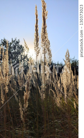 Sunlit Reed Grass in Late Summer 130373023