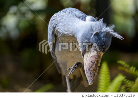 Shoebill striking a strange pose 130373139