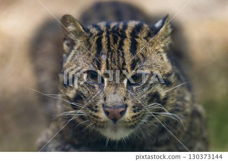 The sharp gaze of a fishing cat 130373144