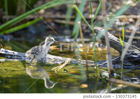 一隻幼鳥沿著水邊行走 130373145