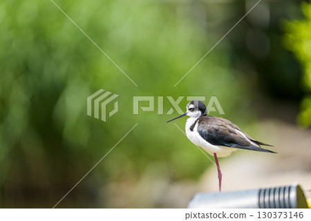 A black-winged stilt resting on one leg 130373146