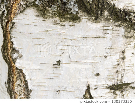 The birch bark texture or background. Macro shot is made by means of stacking technology trunk. Texture made of birch tree bark. Beautiful birch trunk background. Conceptual image. Peaceful nature. The birch bark texture or background. Macro shot is made by means of stacking technology trunk. Texture made of birch tree bark. Beautiful birch trunk background. Conceptual image. Peaceful nature. 130373330