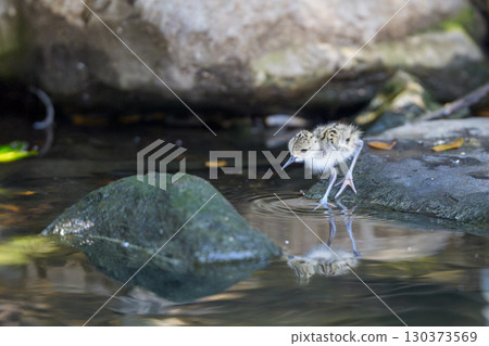 Reflection of a young bird peering into the water 130373569