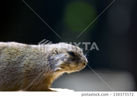 被燈光照亮的草原犬鼠的輪廓 130373572