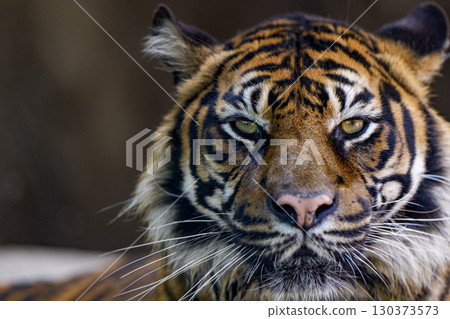一隻目光銳利的老虎的特寫鏡頭 130373573
