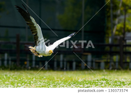 A white Egyptian vulture soaring with its wings outstretched 130373574