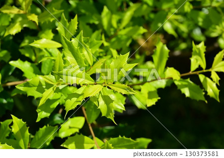 Ilex Sunnyfoster (Aquifoliaceae) Ilex Sunnyfoster (Aquifoliaceae) 130373581