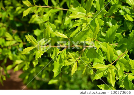 Ilex Sunnyfoster (Aquifoliaceae) 130373606