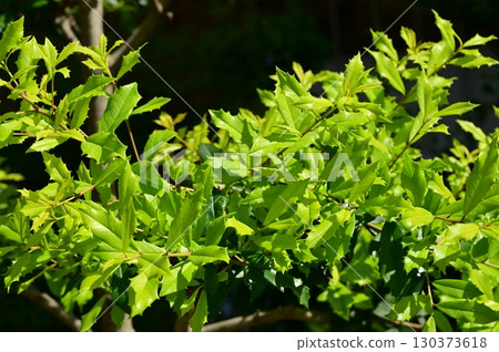Ilex Sunnyfoster (Aquifoliaceae) 130373618