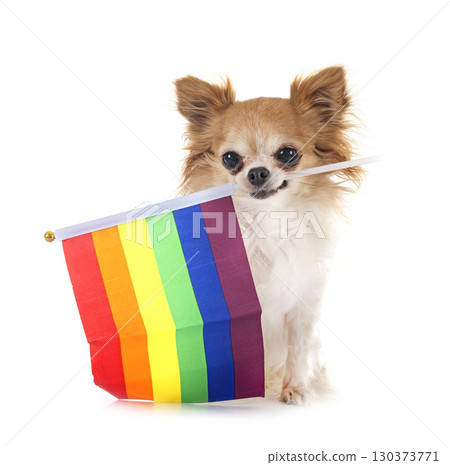 chihuahua in studio chihuahua in studio 130373771