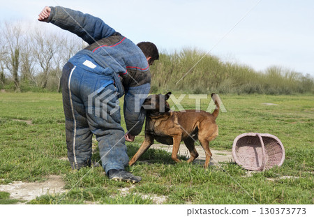 training of belgian shepherd training of belgian shepherd 130373773