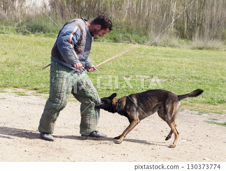 training of belgian shepherd 130373774