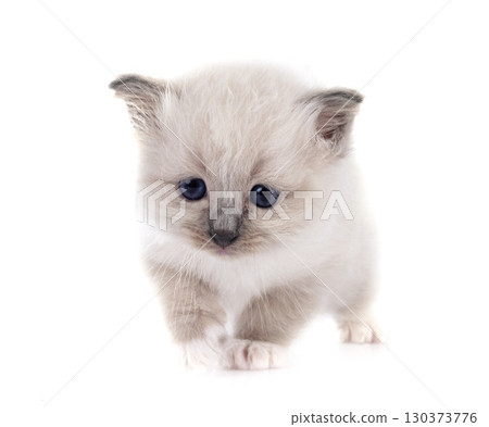 kitten birman cat in studio kitten birman cat in studio 130373776