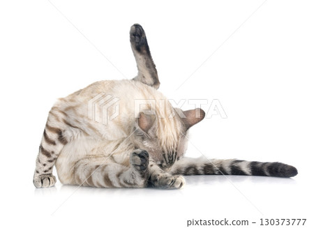 bengal cat in studio 130373777