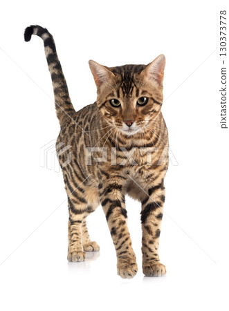 bengal cat in studio 130373778