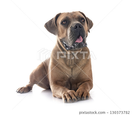 young cane corso young cane corso 130373782