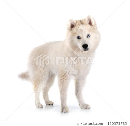 Pomsky in studio Pomsky in studio 130373783