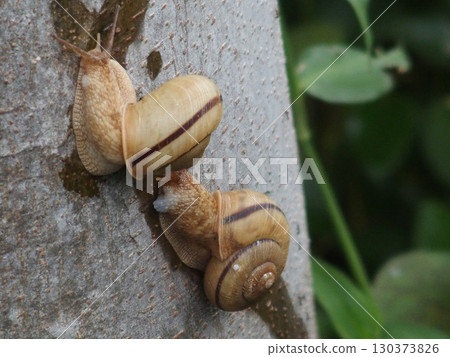 snails  130373826