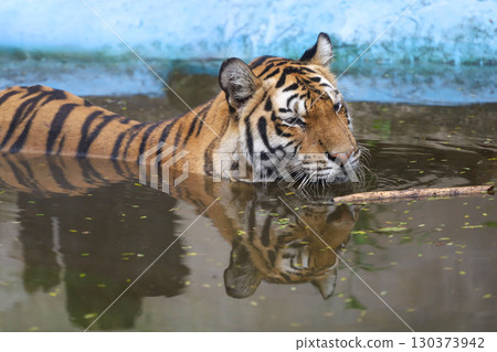 Indochinese tiger is beautiful animal and dangerous Indochinese tiger is beautiful animal and dangerous 130373942