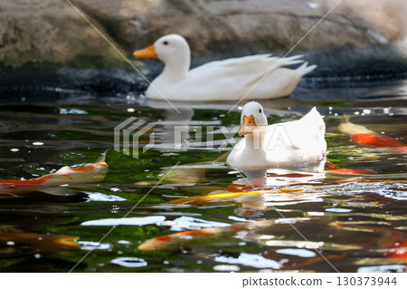 The white Duck is stay in nature garden 130373944