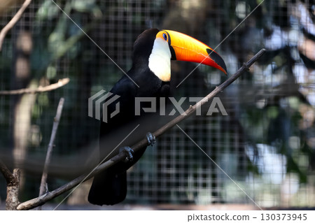 The toco toucan bird on the wood tree 130373945