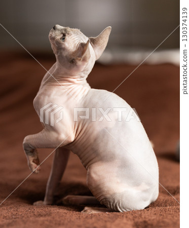 cat and sphinx view hairless sphinx on soft blanket 130374139