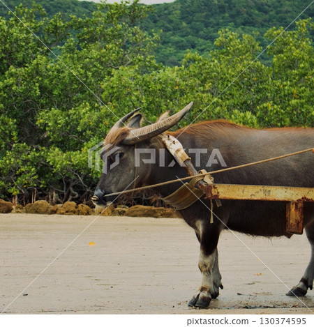 Yoke-tied buffalo and mangrove flats Yoke-tied buffalo and mangrove flats 130374595