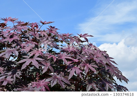 蓖麻(大戟科)多年生植物 蓖麻(大戟科)多年生植物 130374618