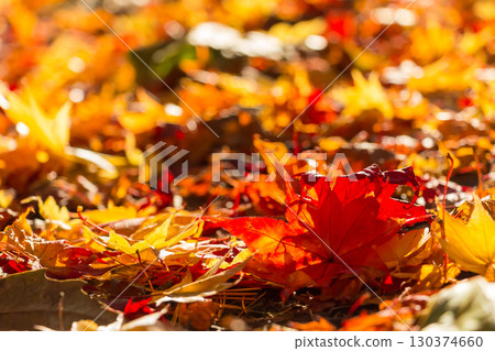 Autumn leaves that fell to the ground 130374660