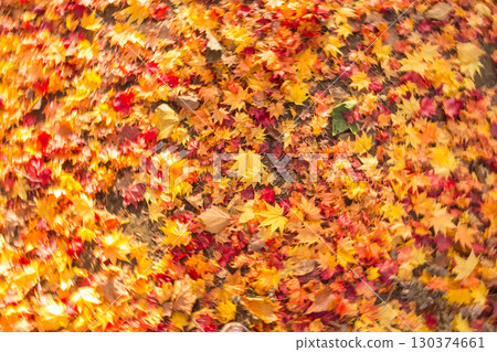 Rotating camera with red and yellow autumn leaves 130374661