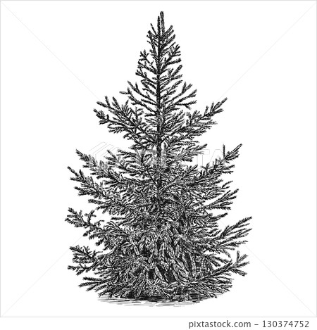 Young pine, spruce. Hand draw vector illustration. 130374752