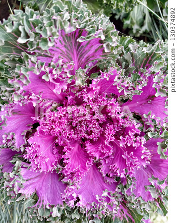 Cabbage rosette with pink center and icy leaves, cabbage layers swirl like petals, cabbage glows with frosty elegance in crisp garden air and dramatic seasonal color contrast 130374892