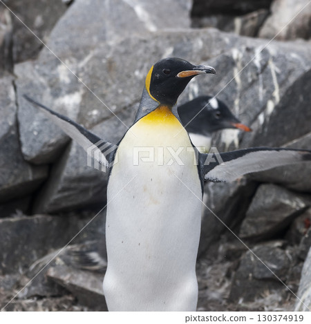 Emperor penguin,Aptenodytes forsteri, in Port Lockroy, Goudier island, Antartica. 130374919