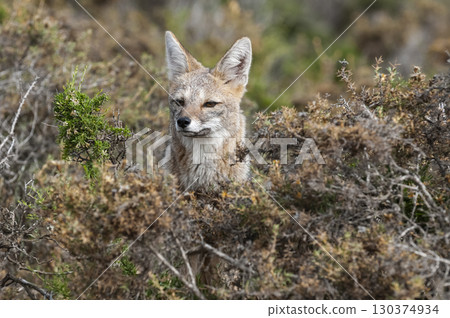 Pampas Grey fox in Pampas grass environment, La Pampa province, Patagonia, Argentina. Pampas Grey fox in Pampas grass environment, La Pampa province, Patagonia, Argentina. 130374934