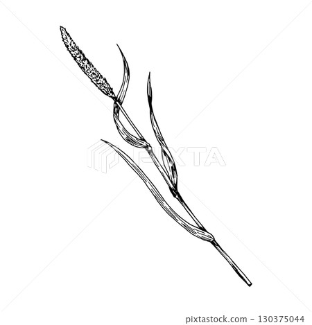 Vector hand drawn illustration of grass or seaweed with flowing curved leaves in engraving style, perfect for eco friendly design, herbal tea labels, botanical prints, textile patterns and packaging Vector hand drawn illustration of grass or seaweed with flowing curved leaves in engraving style, perfect for eco friendly design, herbal tea labels, botanical prints, textile patterns and packaging 130375044
