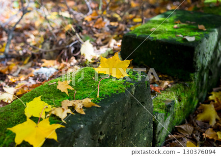 落在青苔的秋葉 130376094