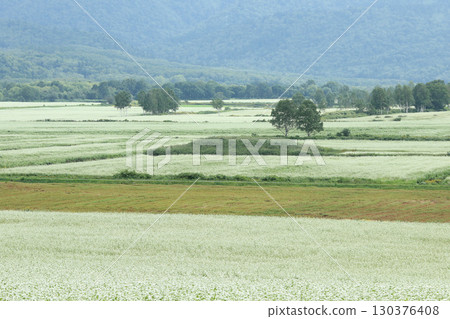 Buckwheat fields in full bloom. Japan's largest buckwheat fields. Japan's largest buckwheat town. Horokanai Town. Buckwheat fields in full bloom. Japan's largest buckwheat fields. Japan's largest buckwheat town. Horokanai Town. 130376408