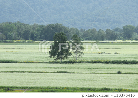 盛開的蕎麥田。日本最大的蕎麥田。日本最大的蕎麥之鄉。幌加內町。 盛開的蕎麥田。日本最大的蕎麥田。日本最大的蕎麥之鄉。幌加內町。 130376410