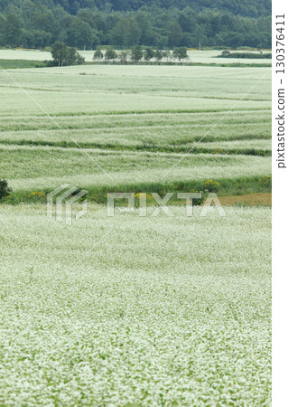 Buckwheat fields in full bloom. Japan's largest buckwheat fields. Japan's largest buckwheat town. Horokanai Town. 130376411