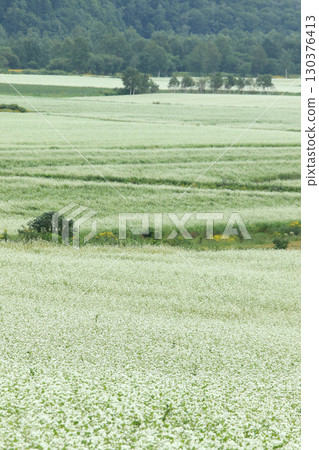 盛開的蕎麥田。日本最大的蕎麥田。日本最大的蕎麥之鄉。幌加內町。 盛開的蕎麥田。日本最大的蕎麥田。日本最大的蕎麥之鄉。幌加內町。 130376413